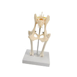 Anatomical Mould Lifelike Portable Craft Decorative Dog Skeleton Display Mould Hip Joint