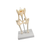 Anatomical Mould Lifelike Portable Craft Decorative Dog Skeleton Display Mould Hip Joint