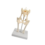 Anatomical Mould Lifelike Portable Craft Decorative Dog Skeleton Display Mould Hip Joint