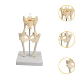 Anatomical Mould Lifelike Portable Craft Decorative Dog Skeleton Display Mould Hip Joint