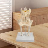 Anatomical Mould Lifelike Portable Craft Decorative Dog Skeleton Display Mould Hip Joint