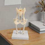 Anatomical Mould Lifelike Portable Craft Decorative Dog Skeleton Display Mould Hip Joint