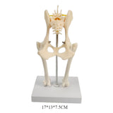 Anatomical Mould Lifelike Portable Craft Decorative Dog Skeleton Display Mould Hip Joint