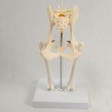 Anatomical Mould Lifelike Portable Craft Decorative Dog Skeleton Display Mould Hip Joint