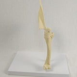 Anatomical Mould Lifelike Portable Craft Decorative Dog Skeleton Display Mould Shoulder Joint