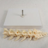 Anatomical Mould Lifelike Portable Craft Decorative Dog Skeleton Display Mould Lumbar Spine