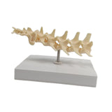 Anatomical Mould Lifelike Portable Craft Decorative Dog Skeleton Display Mould Lumbar Spine