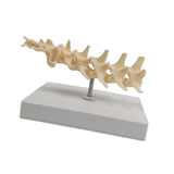 Anatomical Mould Lifelike Portable Craft Decorative Dog Skeleton Display Mould Lumbar Spine