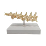 Anatomical Mould Lifelike Portable Craft Decorative Dog Skeleton Display Mould Lumbar Spine