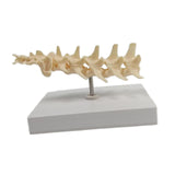 Anatomical Mould Lifelike Portable Craft Decorative Dog Skeleton Display Mould Lumbar Spine