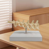 Anatomical Mould Lifelike Portable Craft Decorative Dog Skeleton Display Mould Lumbar Spine