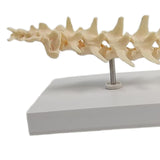 Anatomical Mould Lifelike Portable Craft Decorative Dog Skeleton Display Mould Lumbar Spine