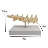 Anatomical Mould Lifelike Portable Craft Decorative Dog Skeleton Display Mould Lumbar Spine