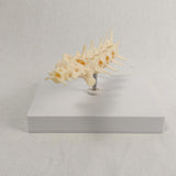 Anatomical Mould Lifelike Portable Craft Decorative Dog Skeleton Display Mould Lumbar Spine