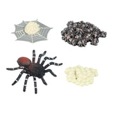 Maxbell Spider Life Cycle Model Biology Model Cake Toppers Cognitive Montessori Toys red