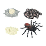 Maxbell Spider Life Cycle Model Biology Model Cake Toppers Cognitive Montessori Toys red