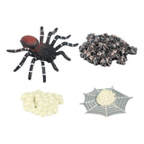 Maxbell Spider Life Cycle Model Biology Model Cake Toppers Cognitive Montessori Toys red