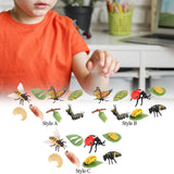 Maxbell Animal Life Cycle Learning Toys Animals Plants Figurines for Party Role Play Style A