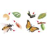 Maxbell Animal Life Cycle Learning Toys Animals Plants Figurines for Party Role Play Style A