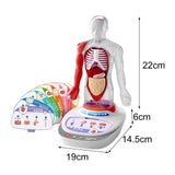 Maxbell Human Body Model for Kids Body Parts Organs for Child Class Teacher Supplies