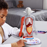 Maxbell Human Body Model for Kids Body Parts Organs for Child Class Teacher Supplies