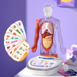 Maxbell Human Body Model for Kids Body Parts Organs for Child Class Teacher Supplies