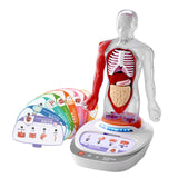 Maxbell Human Body Model for Kids Body Parts Organs for Child Class Teacher Supplies