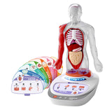 Maxbell Human Body Model for Kids Body Parts Organs for Child Class Teacher Supplies