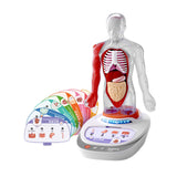 Maxbell Human Body Model for Kids Body Parts Organs for Child Class Teacher Supplies