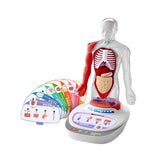 Maxbell Human Body Model for Kids Body Parts Organs for Child Class Teacher Supplies