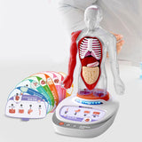 Maxbell Human Body Model for Kids Body Parts Organs for Child Class Teacher Supplies