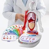 Maxbell Human Body Model for Kids Body Parts Organs for Child Class Teacher Supplies