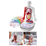 Maxbell Human Body Model for Kids Body Parts Organs for Child Class Teacher Supplies