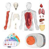 Maxbell Human Body Model for Kids Body Parts Organs for Child Class Teacher Supplies