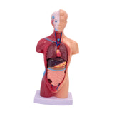 Maxbell 28cm Human Model Human Body Organ Toy for Science Medical Physiology