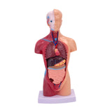 Maxbell 28cm Human Model Human Body Organ Toy for Science Medical Physiology