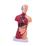 Maxbell 28cm Human Model Human Body Organ Toy for Science Medical Physiology