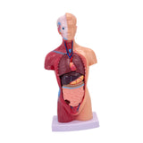 Maxbell 28cm Human Model Human Body Organ Toy for Science Medical Physiology