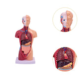 Maxbell 28cm Human Model Human Body Organ Toy for Science Medical Physiology