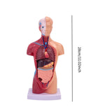 Maxbell 28cm Human Model Human Body Organ Toy for Science Medical Physiology