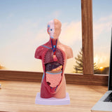 Maxbell 28cm Human Model Human Body Organ Toy for Science Medical Physiology