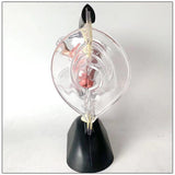 Maxbell Uterus Model Lab Gift Biology Teaching Aids Clear Reproductive Uterine Model