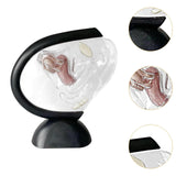 Maxbell Uterus Model Lab Gift Biology Teaching Aids Clear Reproductive Uterine Model