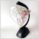 Maxbell Uterus Model Lab Gift Biology Teaching Aids Clear Reproductive Uterine Model