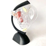 Maxbell Uterus Model Lab Gift Biology Teaching Aids Clear Reproductive Uterine Model