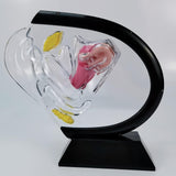 Maxbell Uterus Model Lab Gift Biology Teaching Aids Clear Reproductive Uterine Model
