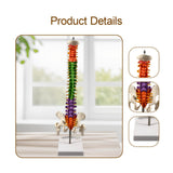 Maxbell Spine Model Colored Scientific Medical Skeleton for Science Study Lab School