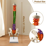 Maxbell Spine Model Colored Scientific Medical Skeleton for Science Study Lab School