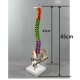 Maxbell Spine Model Colored Scientific Medical Skeleton for Science Study Lab School