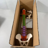 Maxbell Spine Model Colored Scientific Medical Skeleton for Science Study Lab School